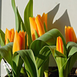 Тюльпан ботанический (карликовый) в ассортименте