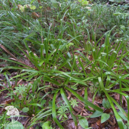 Ожика лесная Стармакер