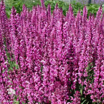 Фото Шалфей дубравный Пинк Фрисланд
