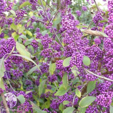 Фото Каликарпа бодиньера Профьюжн