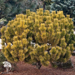 Сосна горная Карстенс Винтерголд на штамбе