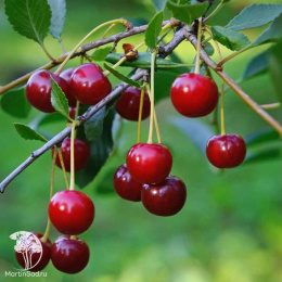 Вишня гибрид Молодёжная + Метеор+ Тургеневка