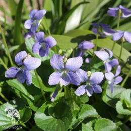 Фиалка сестринская