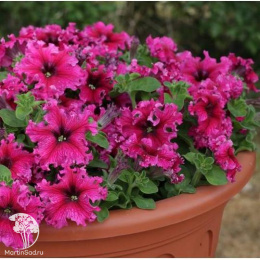 Петуния бахромчатая Эспрессо Фраппе Роуз (Семена Профи)