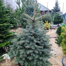 Ель голубая  Блю Даймонд