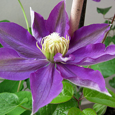 Фото Клематис гибридный крупноцветковый Хакуокан