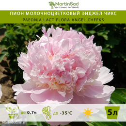 Пион молочноцветковый Энджел Чикс
