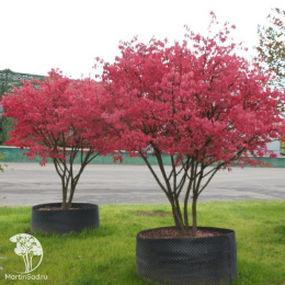 Бересклет крылатый Чикаго Файер на штамбе