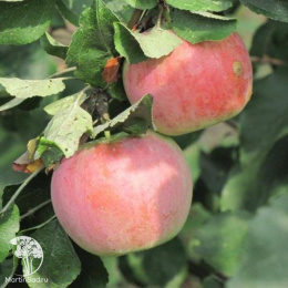 Яблоня Былина