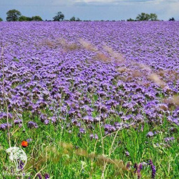 Фацелия рязанская