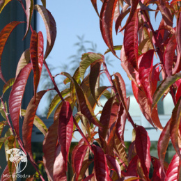 Персик персидский Теофлора Ред