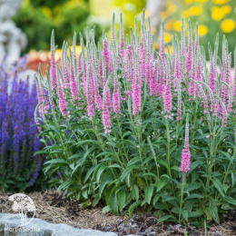 Вероника Анниверсари Нью Роуз