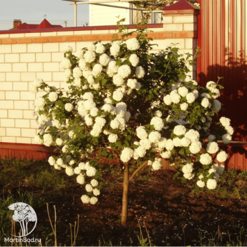 Фото Калина берквуда Ченаулти на штамбе