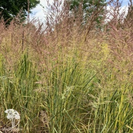 Calamagrostis acutifolia Eldorado Вейник остроцветковый Эльдорадо
