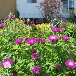 Василёк подбелённый