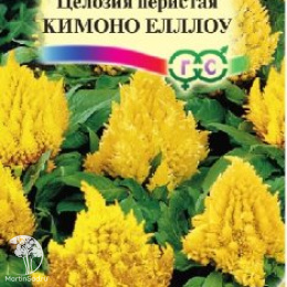 Целозия Кимоно Еллоу перистая, Саката серия Элитная клумба