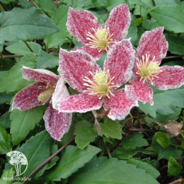 Клематис усатый Фреклес