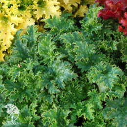 Гейхера Эпл Крисп