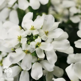 Иберис вечнозеленый Сноу Флурис