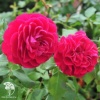 Роза плетистая Квадра фото 3 