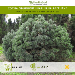Сосна обыкновенная Нана Аргентия