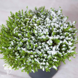 Хебе Грин Глоб