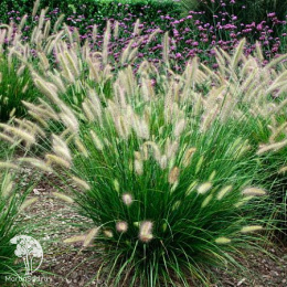 Пеннисетум Лисохвостный Леди Ю
