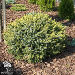 Ель сербская Певе Тиджин