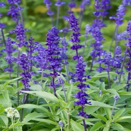 Salvia farinacea Victoria Blue Шалфей мучнистый Виктория Блю