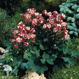 Aquilegia Kirigami Red & White Аквилегия Кригами Ред энд Вайт