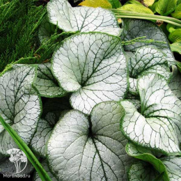 Бруннера крупнолистная Си Харт