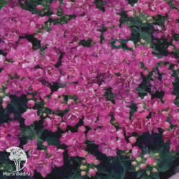 Флокс махровый Промис лиловый