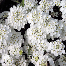 Иберис зонтичный Кенди Кейн Вайт