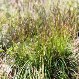 Carex digitata Осока пальчатая