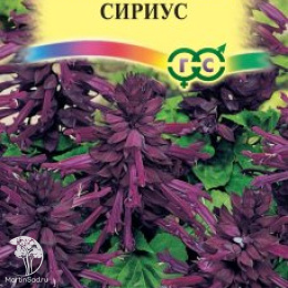 Сальвия Сириус, карликовая 