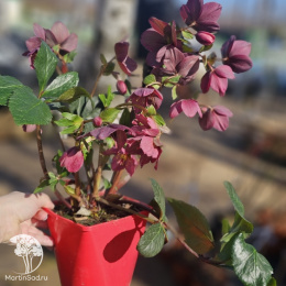 Морозник Айс эн Роузес Роуз