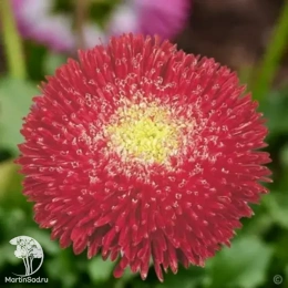 Астра Фан Ред