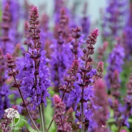 Шалфей дубравный Дарк Маттер