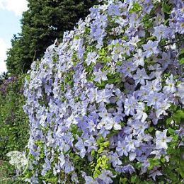 Клематис Блекитни Аниол