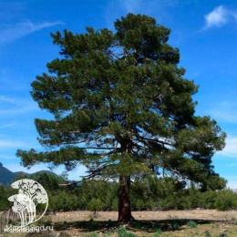 Сосна чёрная 200 см