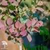 Скумпия кожевенная Фоллис Пурпуреус на штамбе фото 7 