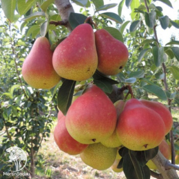 Груша Сапфира + опылитель Груша Любимица Яковлева