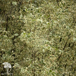 Ясень пенсильванский Аргентиомаргината на штамбе