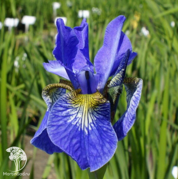 Фото Ирис сибирский Франс Голд