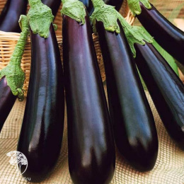 Баклажан Саламандра