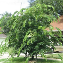 Вяз малый Жаклин Хилье на штамбе