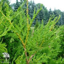 Туя западная Вареана