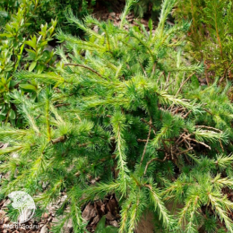 Лиственница Гмелина Тарандт на штамбе