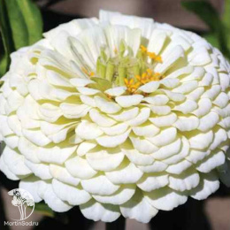 Цинния георгиновидная "Фэнтези" F1 Белый Антик