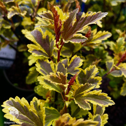 Пузыреплодник калинолистный Мозаика